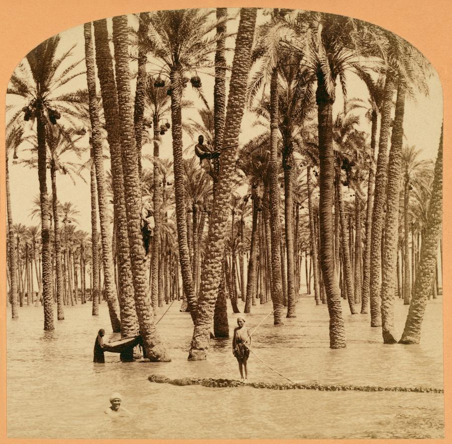Tree Photograph - Date Palms And Nile Flood by Library Of Congress