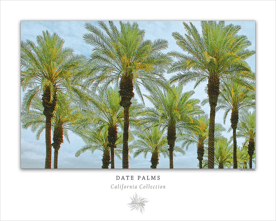 Date Palms Art Poster - California Collection Photograph by Ben and Raisa Gertsberg