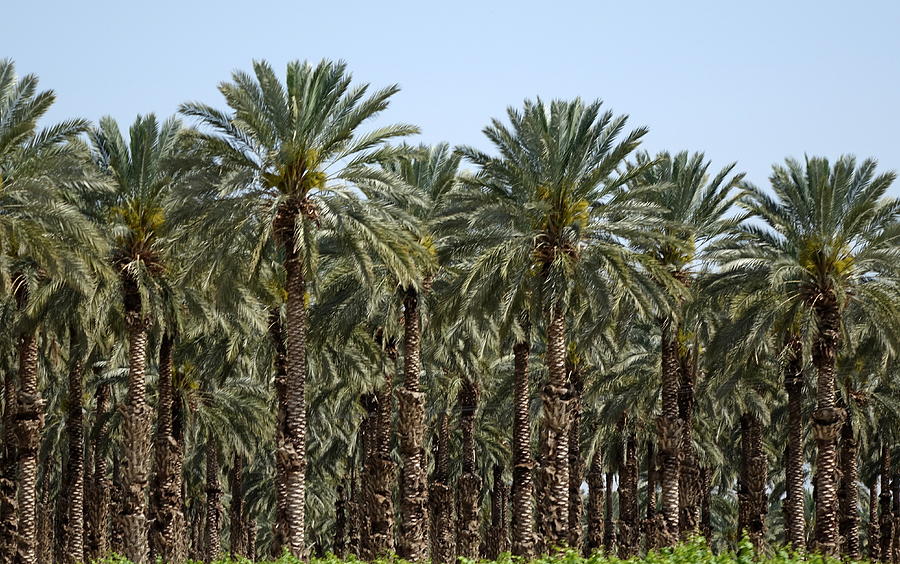 Date palms in bloom Photograph by Rita Adams