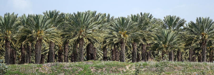 Date Palms near Beit Shean Photograph by Rita Adams