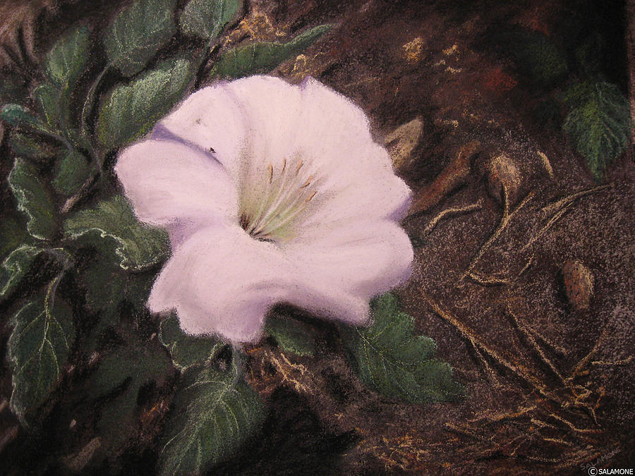 Datura Desert Lily Pastel by Brenda Salamone