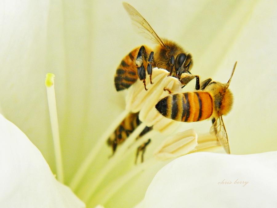 Honeybees on Moonflower Photograph by Chris Berry