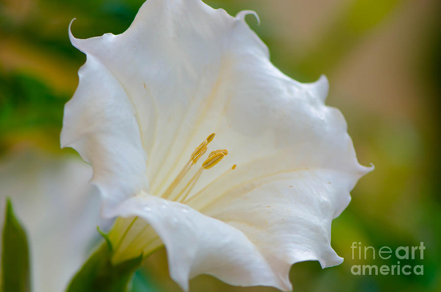 Datura Hybrid White Flower Photograph By Michael Moriarty Fine Art 1385