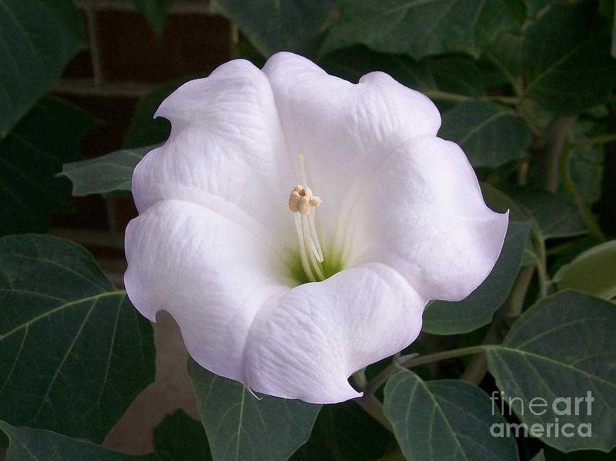 Datura Moonflower Photograph by Laurie Eve Loftin - Fine Art America