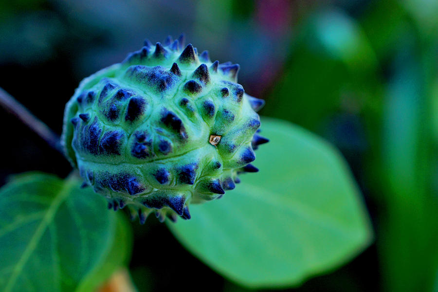 Datura Seed Pod Photograph by TK Goforth