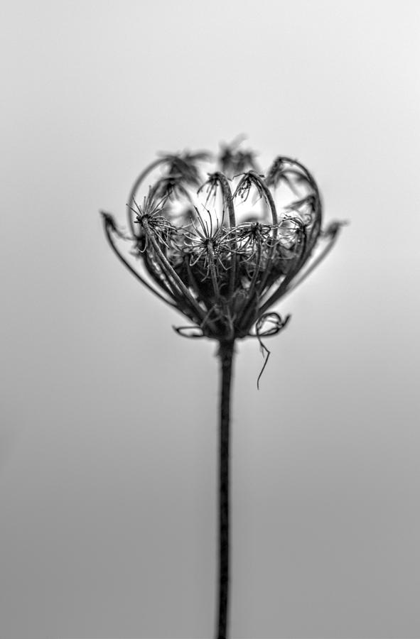 Daucus carota Photograph by Neva Li - Fine Art America