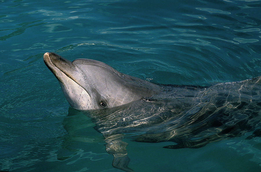 Dauphin Tachete Stenella Frontalis Photograph by Gerard Lacz Images ...