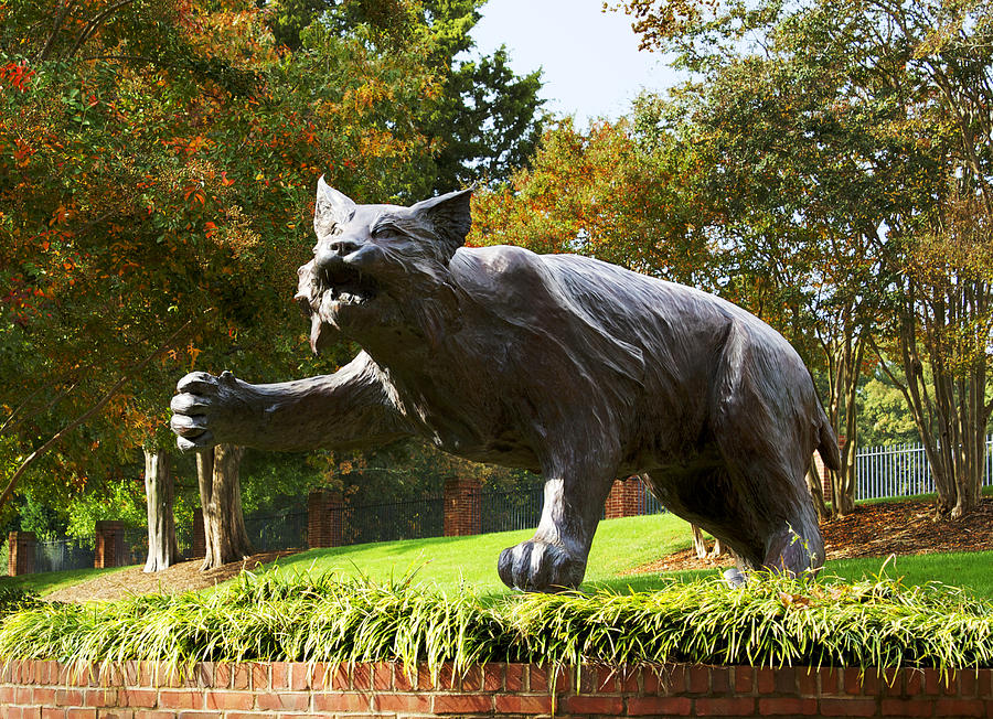 Charlotte Photograph - Davidson College Big Cat Statue by Orange Cat Art