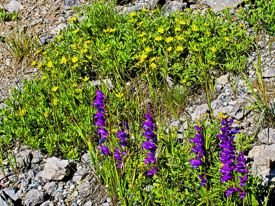 Colorado Photograph - Davidsons Penstemon and Stemless Goldenweed at Molas in San Juan National Forest-Colorado by Ruth Hager