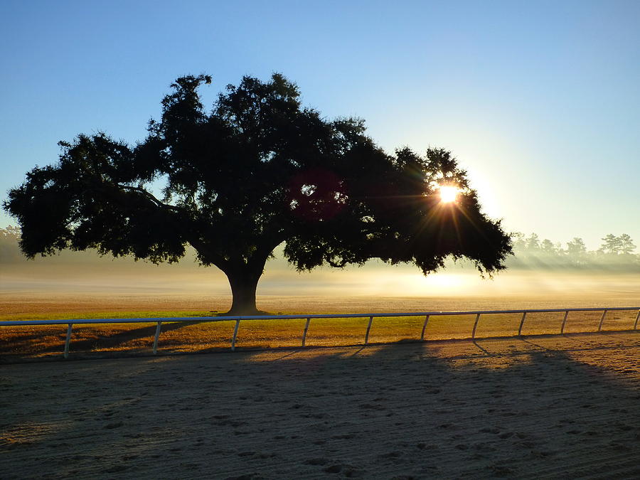 Dawn at Aiken Training Track Photograph by Jean Wright
