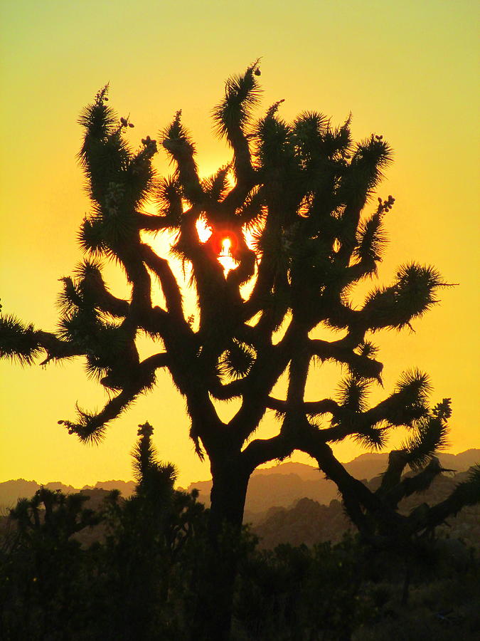 Dawn At Joshua Tree Photograph by Randall Weidner