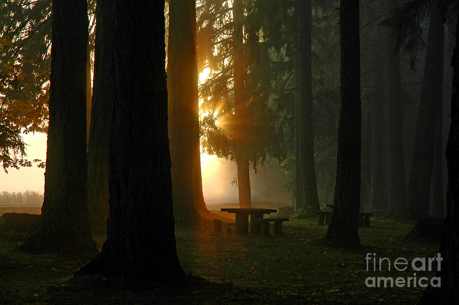 Tree Photograph - Dawn At McKercher Park by Nick Boren