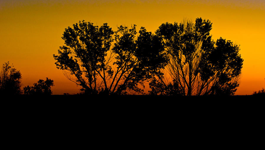 Tree Photograph - Dawn Silhouette by Brian Kerls