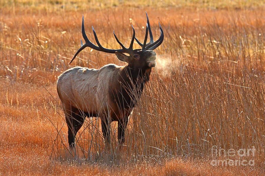 Dawn Elk Call Photograph by Bill Singleton