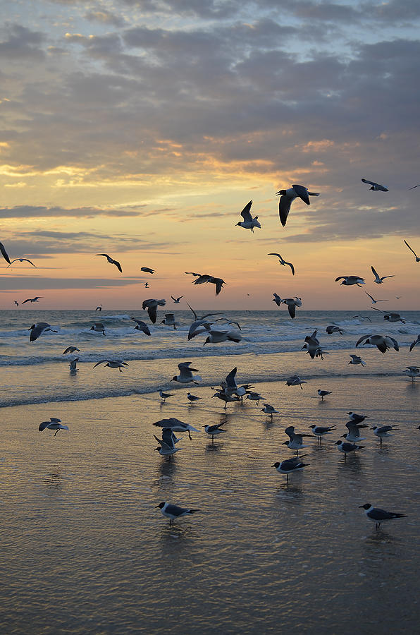 Dawn gulls Photograph by Jerry Hart