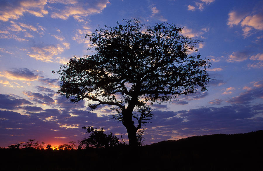 Dawn In Kruger National Park Photograph by Nigel Dennis