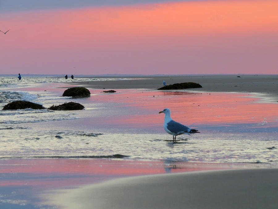 Dawn in Pink - Cold Storage Beach Photograph by Dianne Cowen Cape Cod Photography