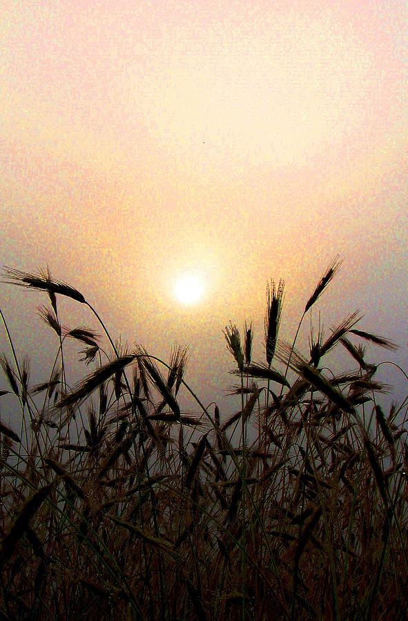 Dawn In The Wheatfield Photograph by Angela Davies