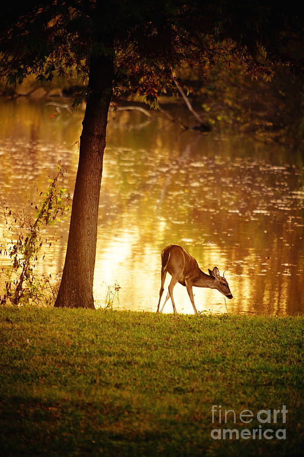 Deer Photograph - Dawn by Katya Horner