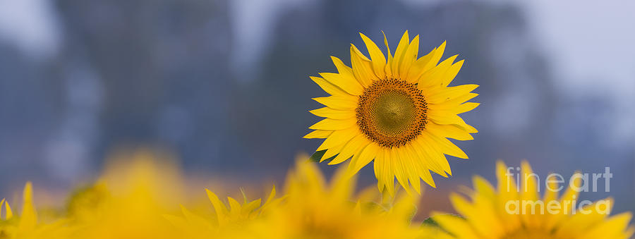 Sunflower Photograph - Dawn Light on Sunflower  by Tim Gainey
