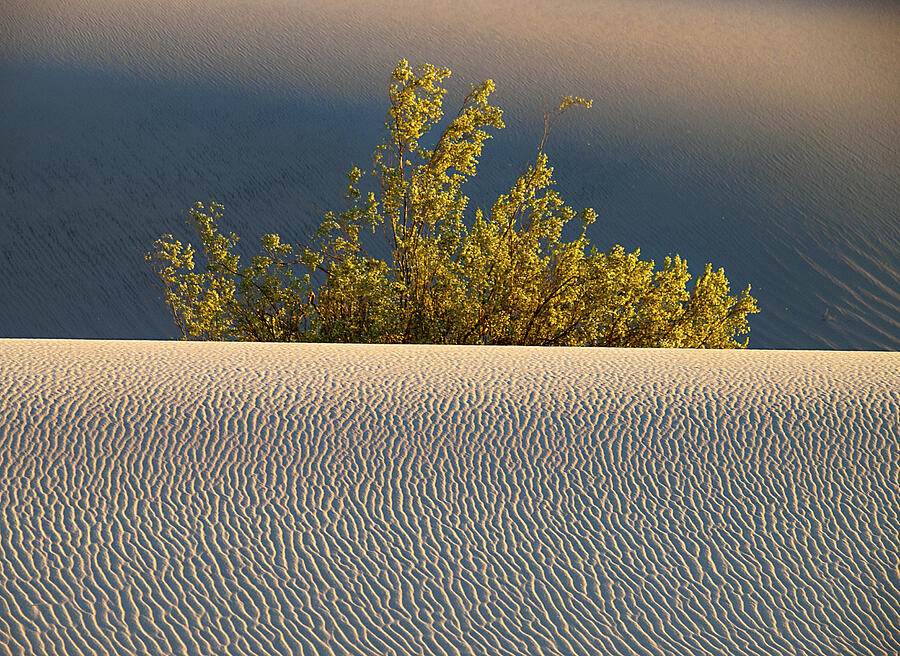 Dawn Mesquite  Photograph by Joe Schofield