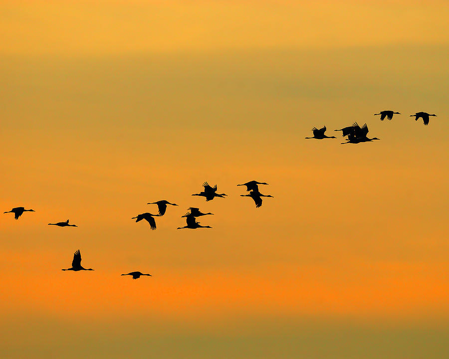 Dawn Migration Photograph by Tony Beck