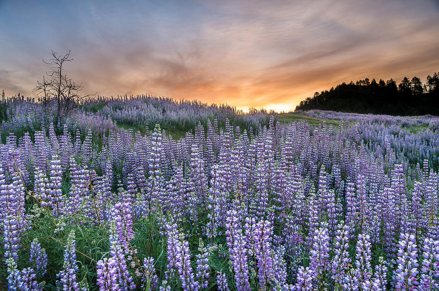 Dawn of Lupine Photograph by Greg Nyquist