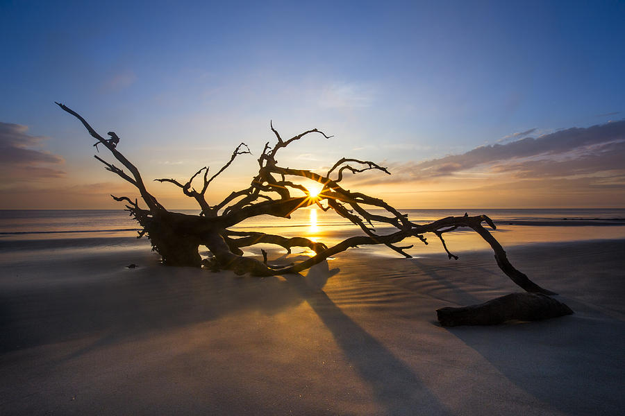 Dawn on Driftwood Beach Photograph by Debra and Dave Vanderlaan - Fine ...