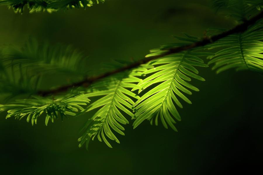 Dawn Redwood Foliage Photograph by Simon Fraser/science Photo Library