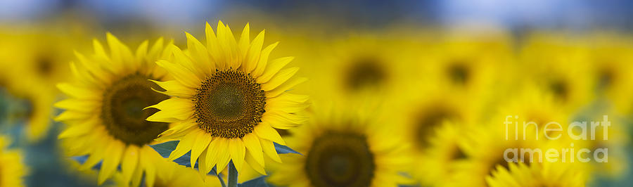 Dawn Sunflower Panoramic Photograph by Tim Gainey