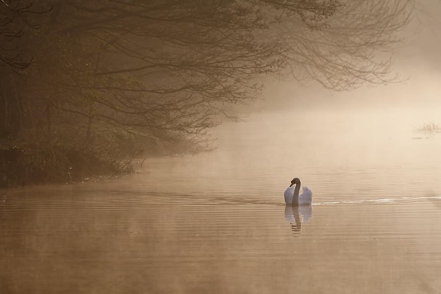 Dawn Swan Photograph by Ian Merton