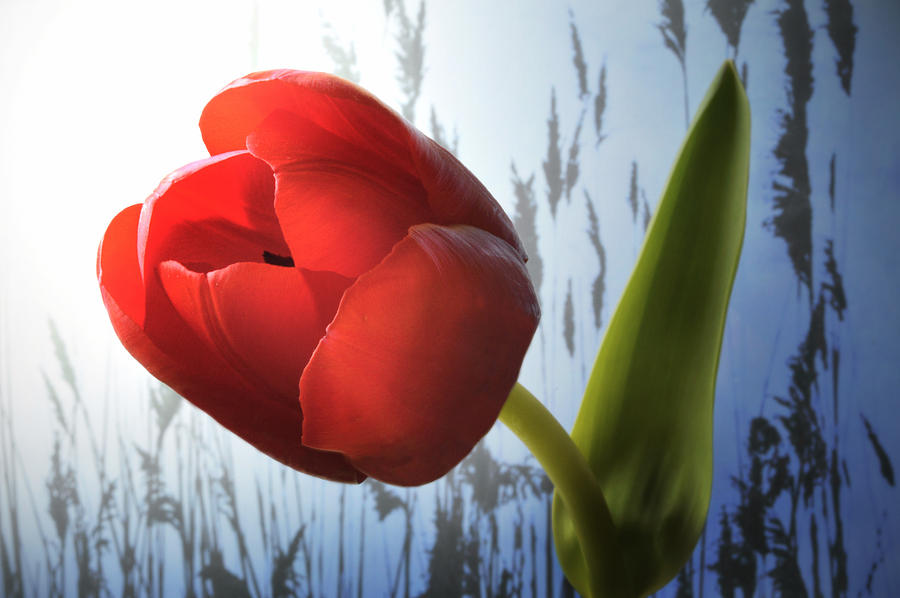 Dawn Tulip. Photograph by Terence Davis