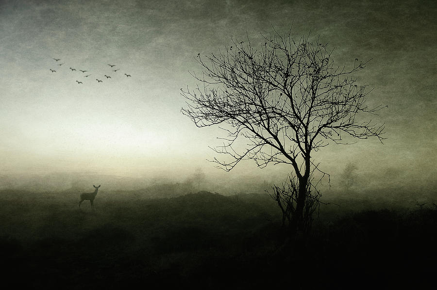 Deer Photograph - Dawn.......... by Wim Schuurmans
