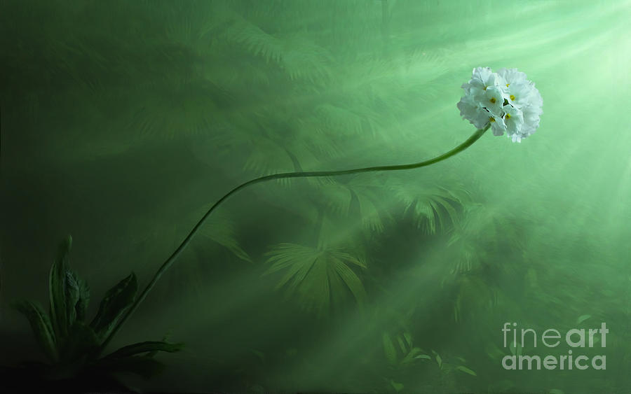 Flowers Still Life Digital Art - Dawning by John Edwards