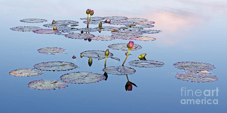 Evening Lily Pond Photograph by Barbara McMahon