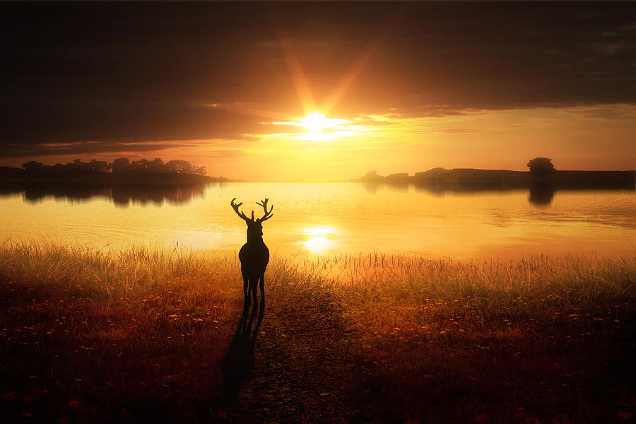 Deer Digital Art - Dawns Golden Light by Jennifer Woodward