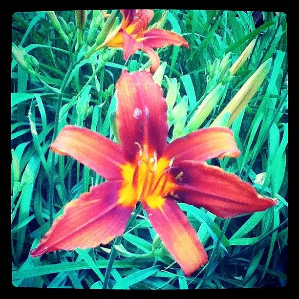 Flower Photograph - Day 198 - The Orange Day Lilies Are by Megan Noble