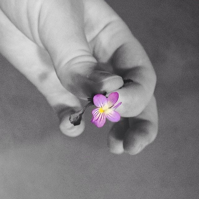 Day 28: {flower} #photographerschallenge Photograph by Kristin Coleman