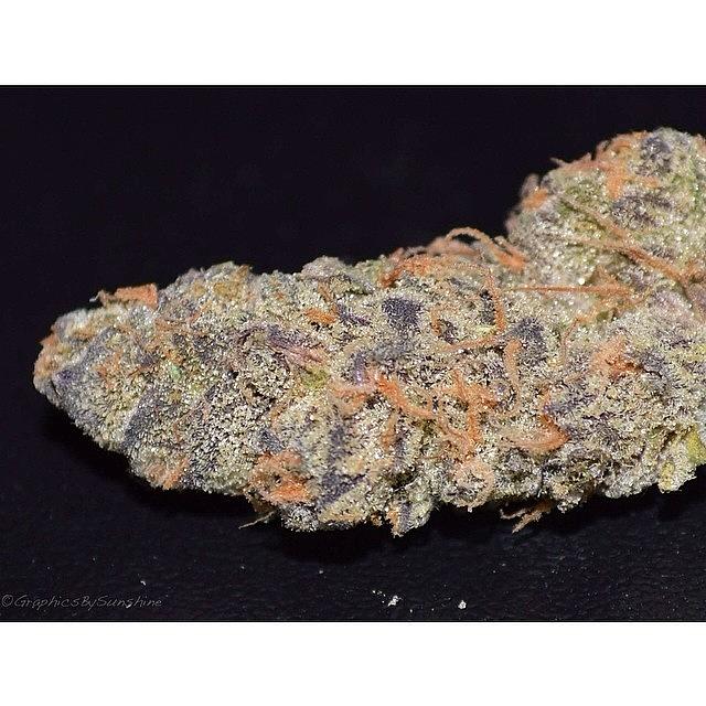 Ggw Photograph - Day 4: Nug Shot 🔥 Candyland From by Sunshine SD