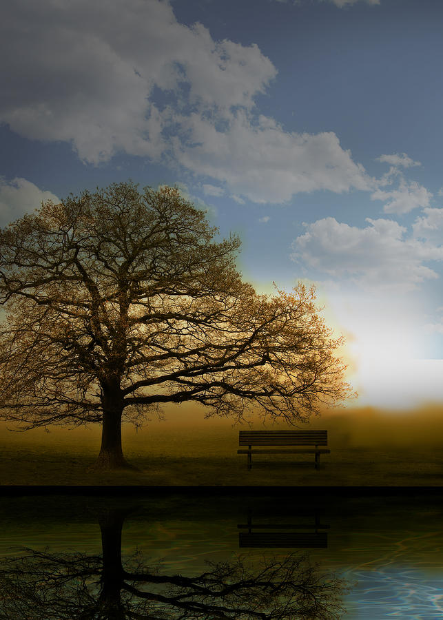 Tree Photograph - Day Break by Mark Rogan Tree Photograph - Day Break by Mark Rogan