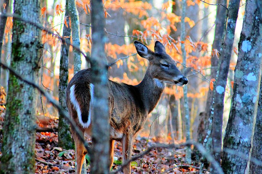 Deer Photograph - Day Dreaming Deer by Rebecca Frank