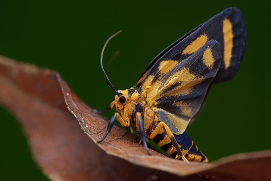 Day-flying Moth Photograph by Melvyn Yeo/science Photo Library - Fine ...