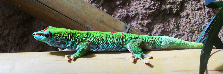 Crocodile Photograph - Day Gecko by Alexander Drum