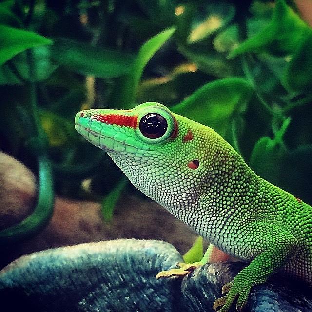 Day Gecko Photograph by Eric Suchman