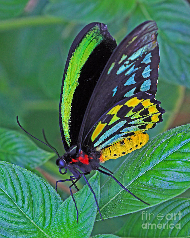 Day-glo Butterfly Photograph by Larry Nieland