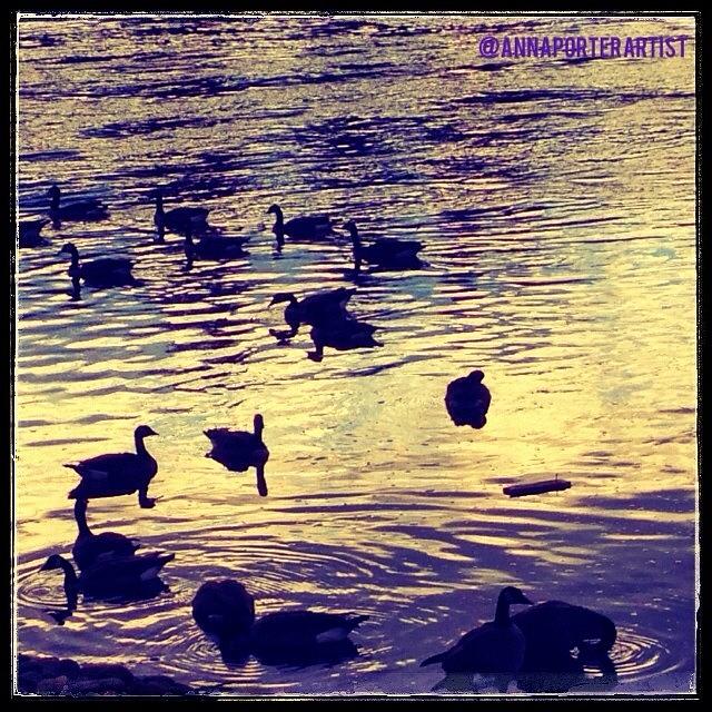 Snapseed Photograph - Day Is Done - Canadian Geese On The by Anna Porter
