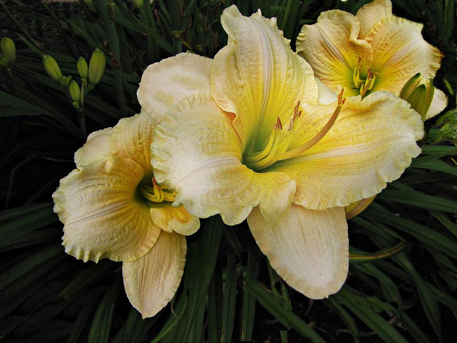 Day lilies a short life Photograph by David Dehner