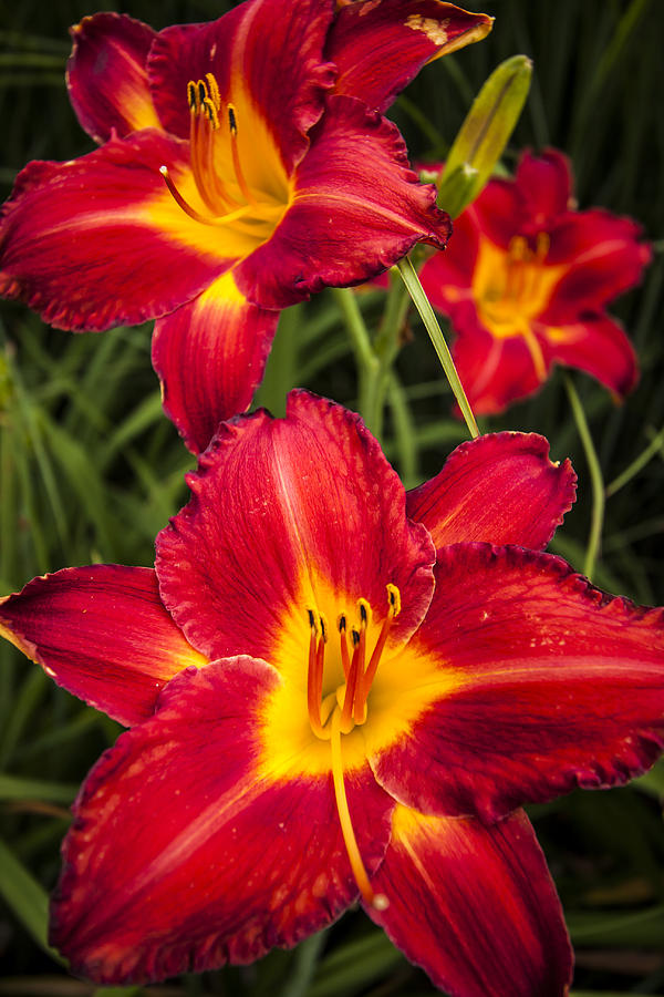 Day Lilies Photograph By Adam Romanowicz Fine Art America 