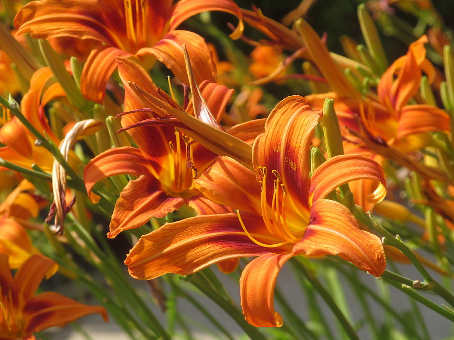 Day Lilies Photograph by Alfred Ng