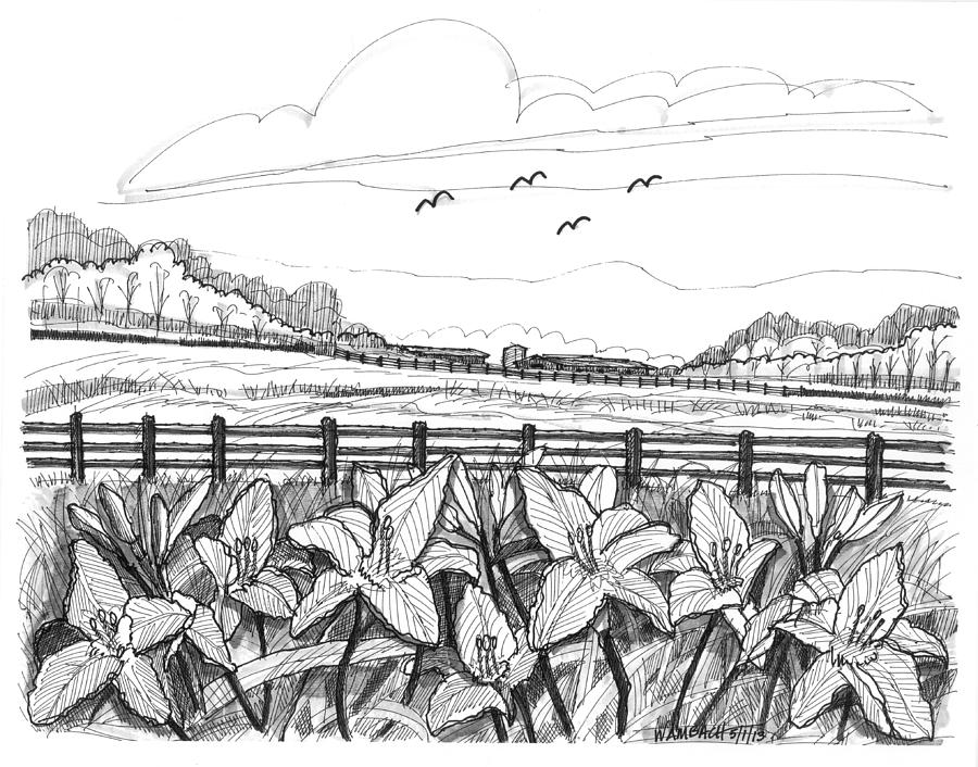 Day Lilies at Northwind Farms Drawing by Richard Wambach